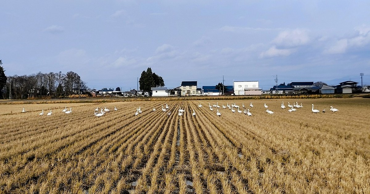 小場農園 - 時計技能士から、7代目の田んぼへ