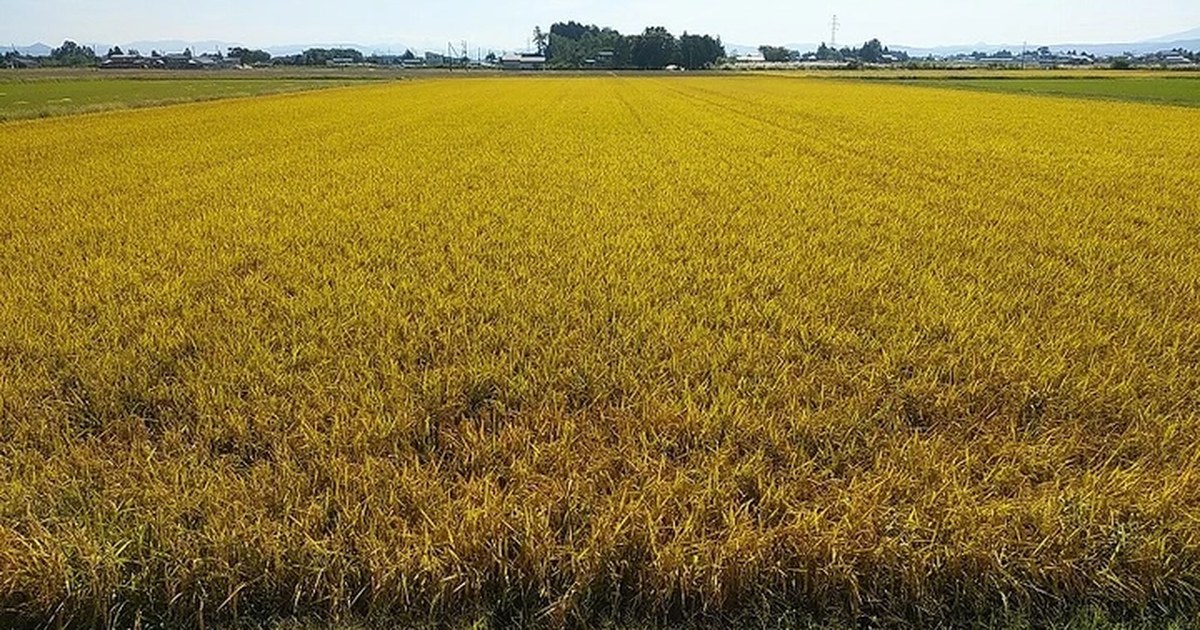 小場農園 - 有機は高すぎる、農薬は遠慮したい