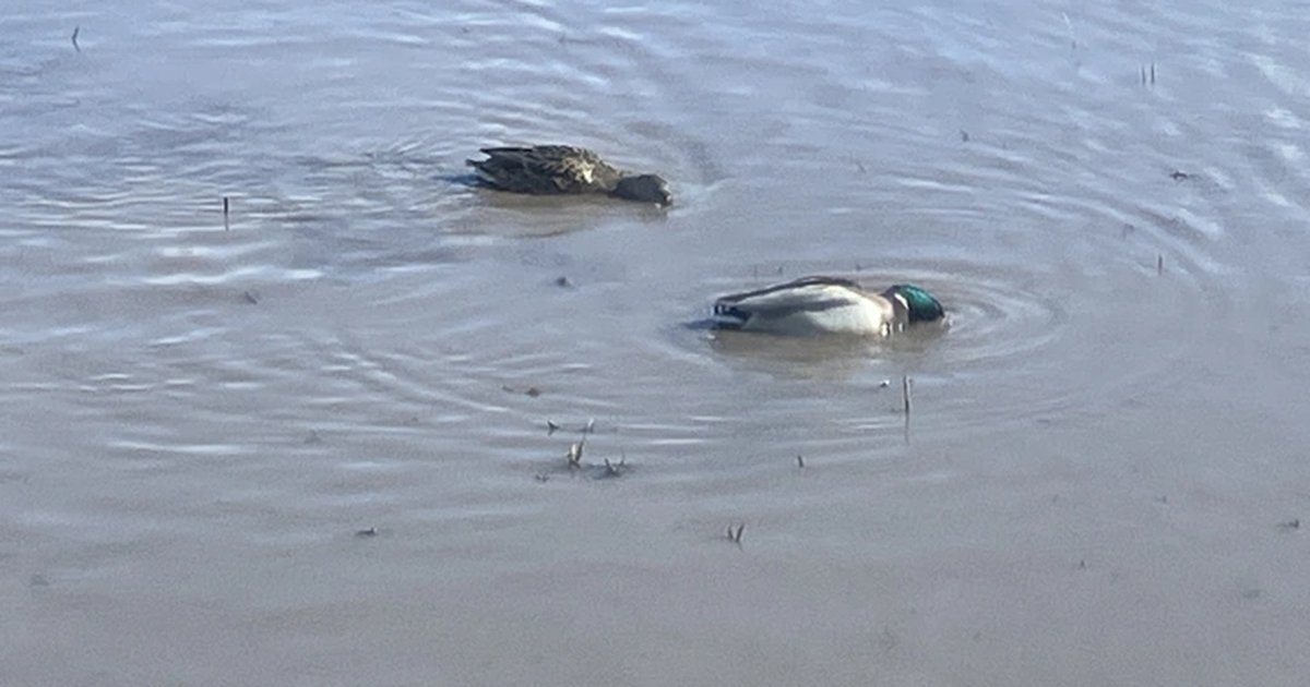 冬期湛水の田んぼ