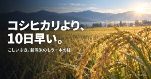 こしいぶき完全ガイド｜コシヒカリより10日早い新潟米の二本柱
